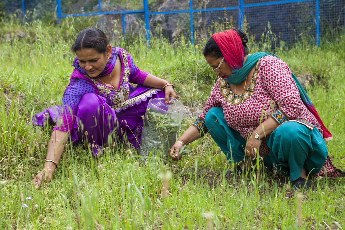 Frauen bei der Ernte im Lehrgarten